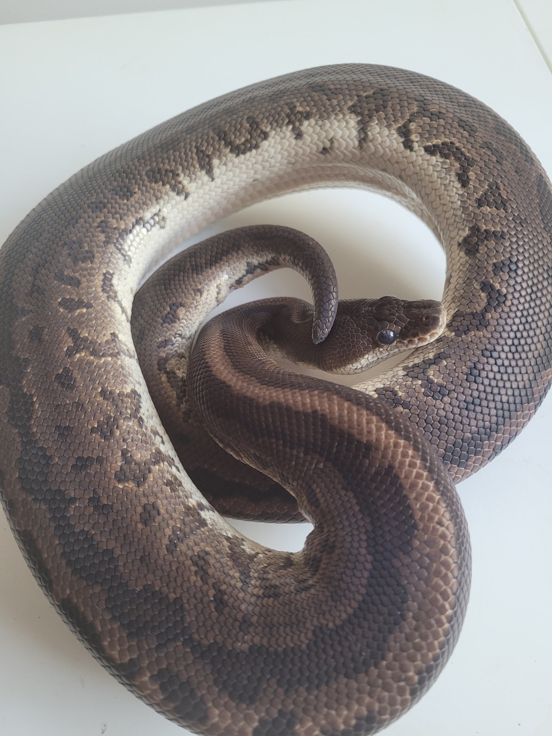 Cinnamon Leopard Pin Ball Python by DSRoyals - MorphMarket