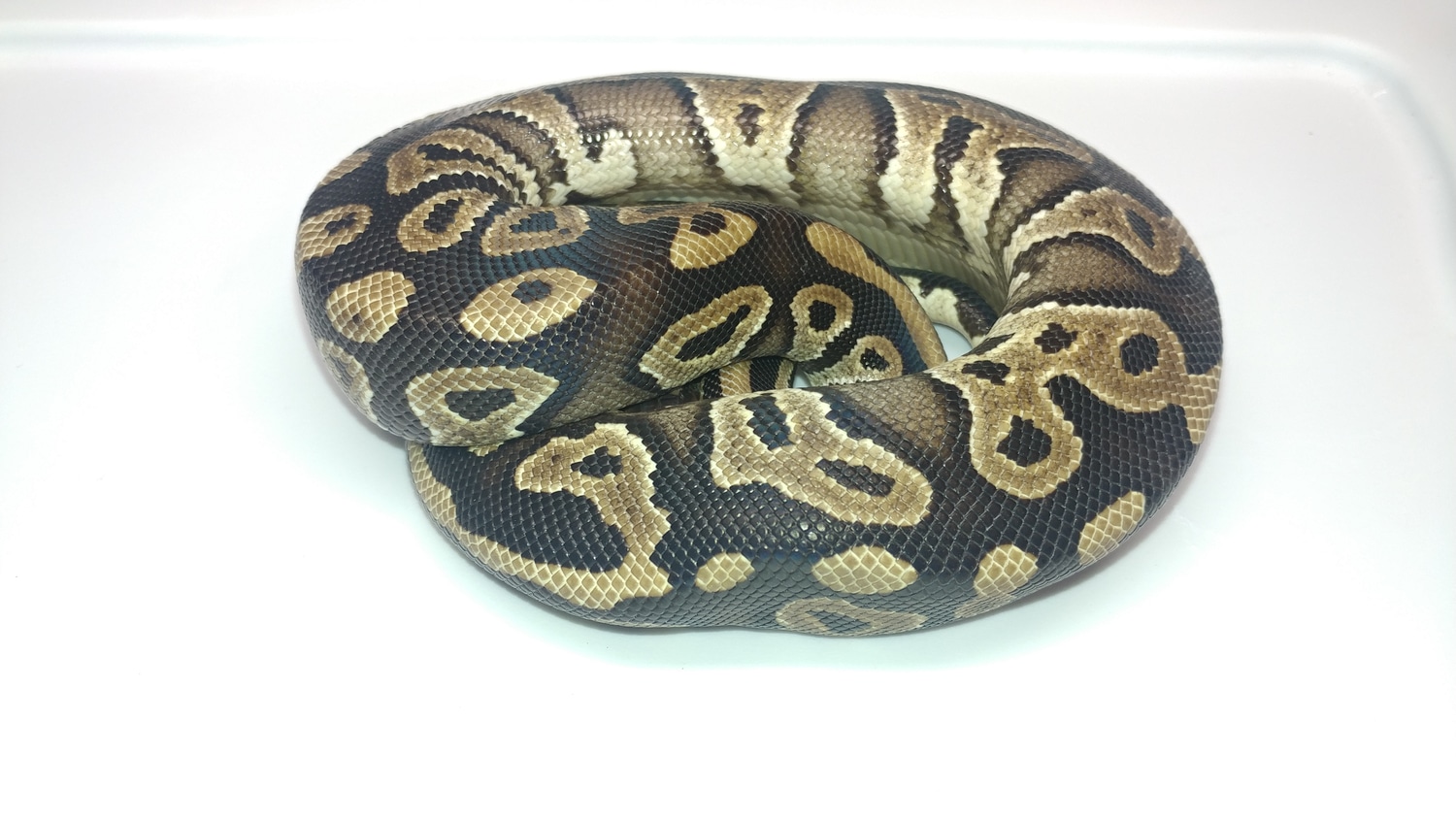 Mystic Het Pied Ball Python by Datz Cichlids & Reptiles - MorphMarket