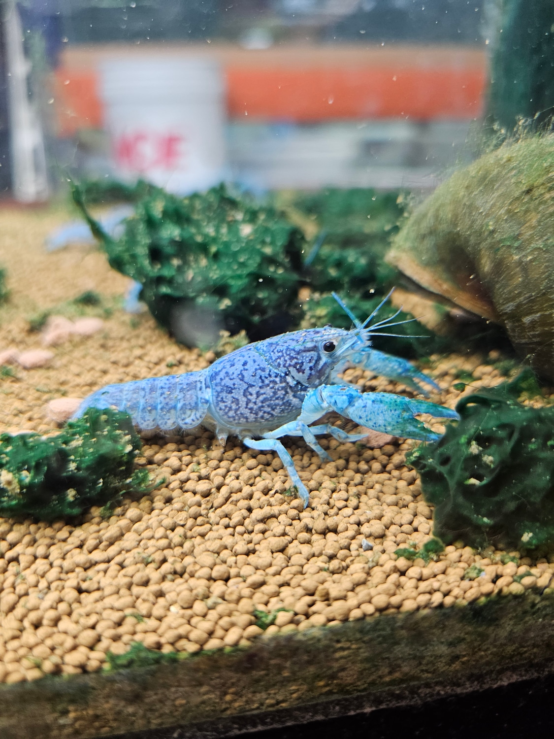Electric Blue Crayfish Procambaru by Datz Cichlids & Reptiles MorphMarket