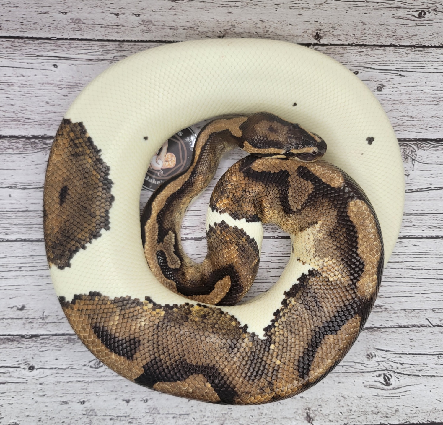 Piebald Ball Python by JMB Exotics & Jake's Rattery - MorphMarket