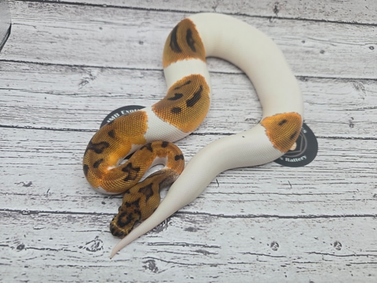 Orange Dream Clown Pied Ball Python by JMB Exotics & Jake's Rattery