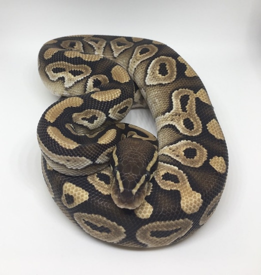 Mojave Double Het. Monsoon/Ghost Male Ball Python by Dave Green
