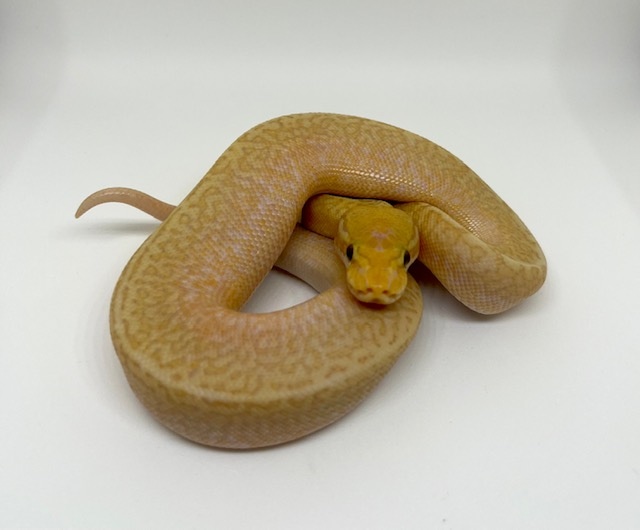 Banana Special Spider Monsoon Female Ball Python by Dave Green Reptiles