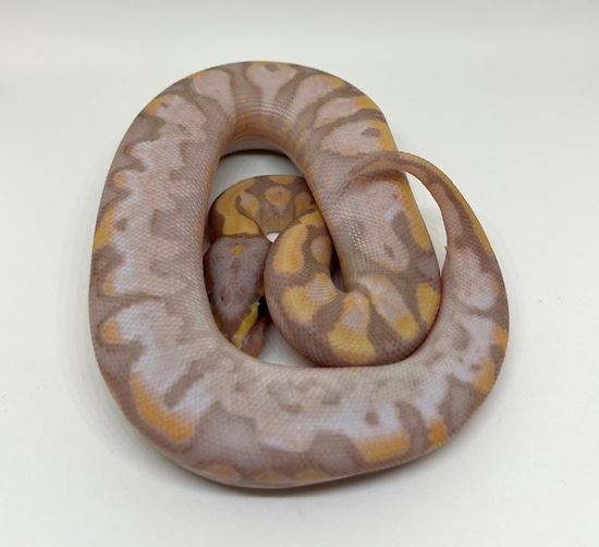 Banana Calico Het Monsoon Female Ball Python by Dave Green Reptiles ...