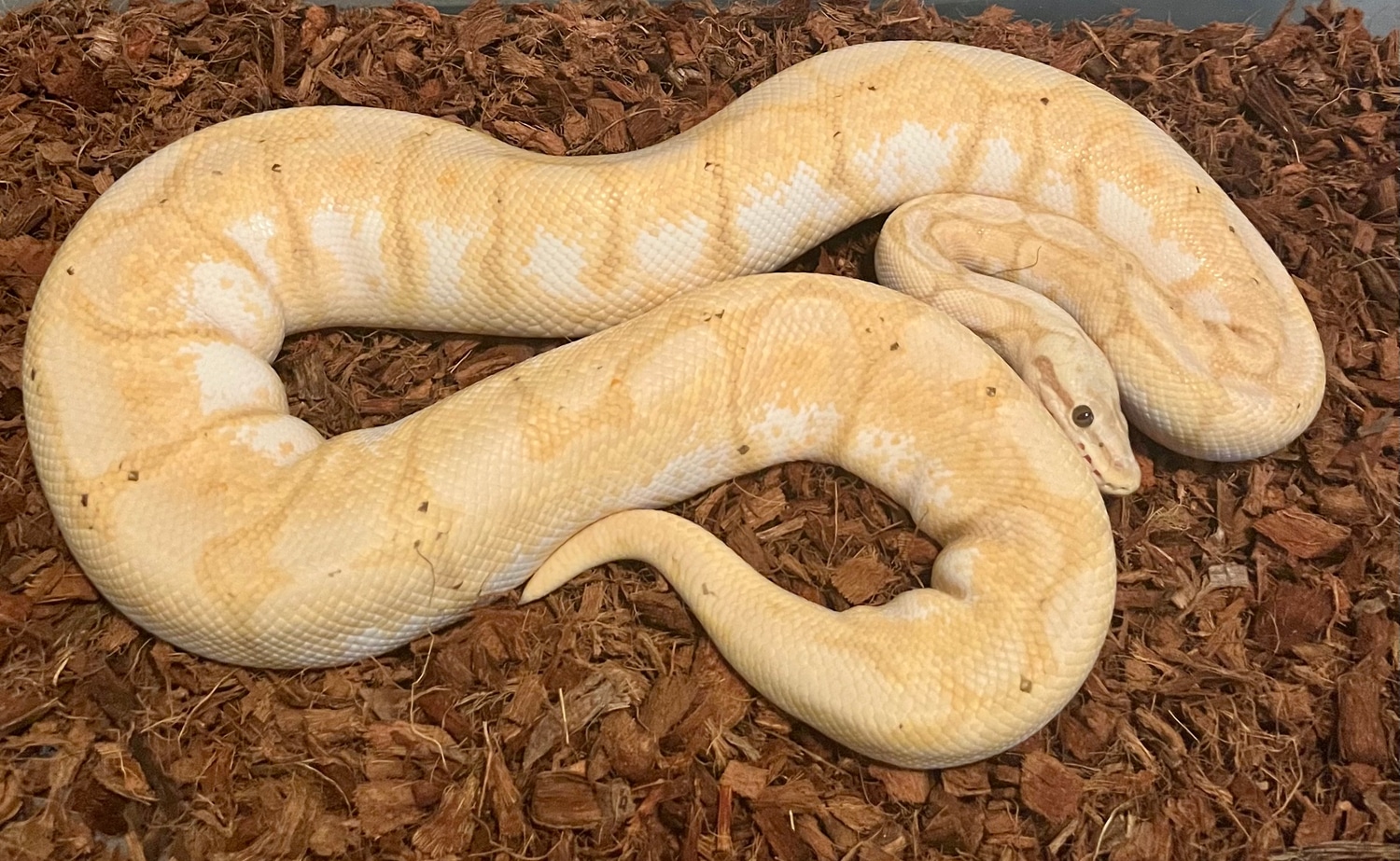 Banana Bumble Bee Proven Breeder Female Ball Python by Dave Green