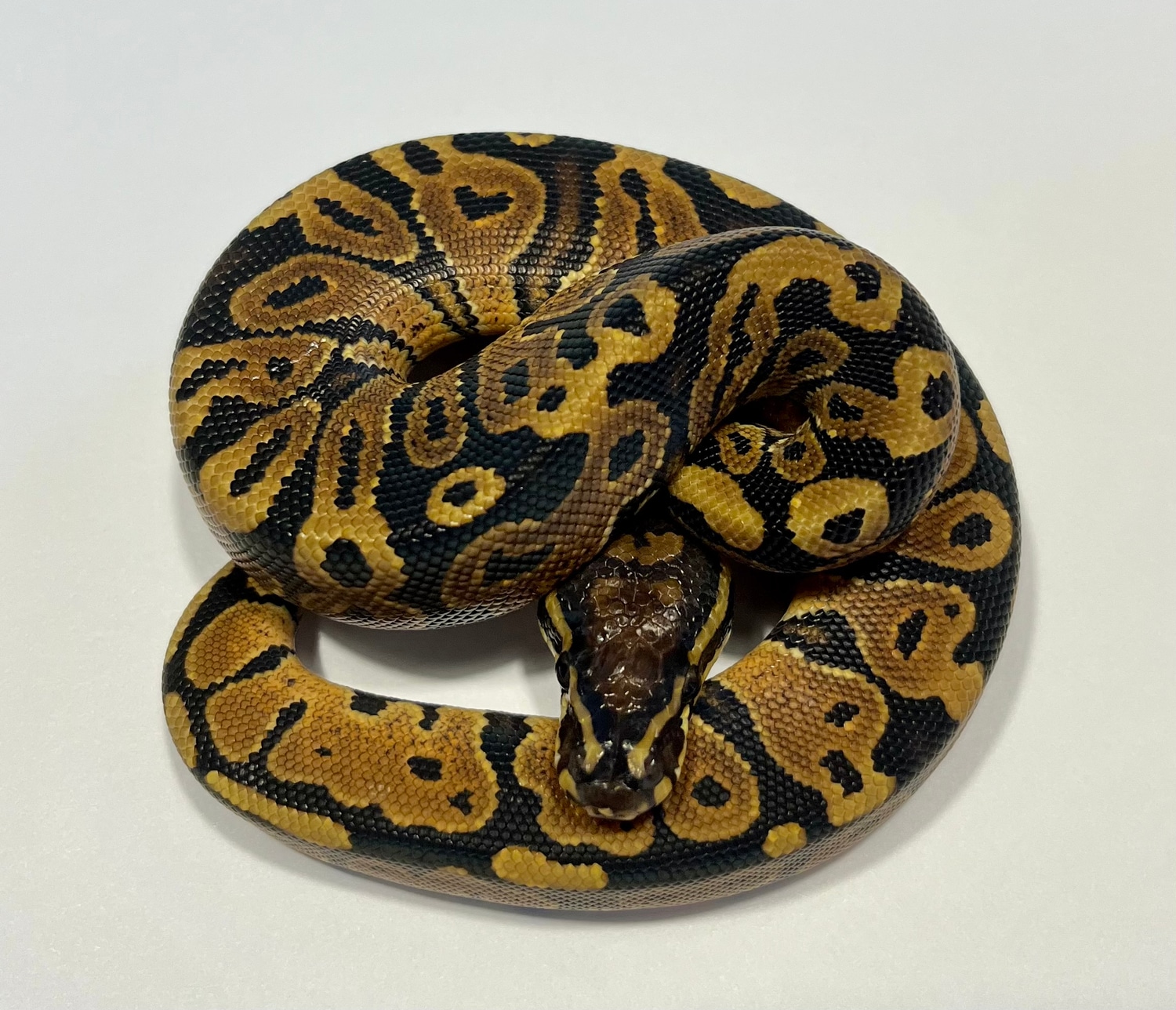 Double Het Candy/Monsoon Male Ball Python by Dave Green Reptiles ...