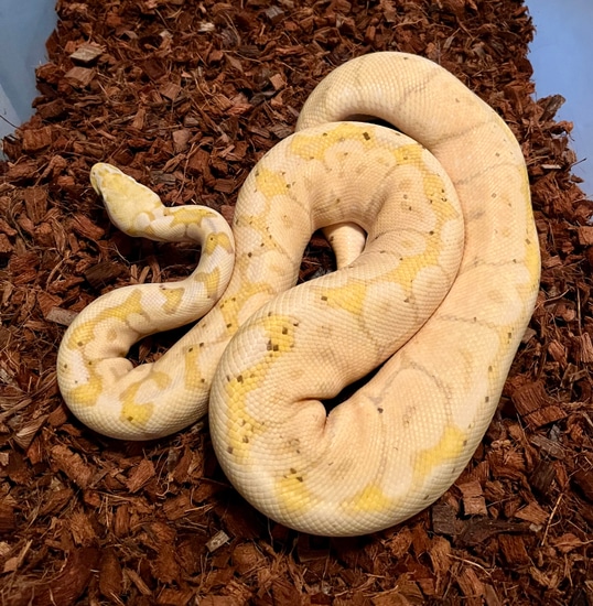 Pastel Banana Woma Het Monsoon Proven Breeder Female Ball Python by