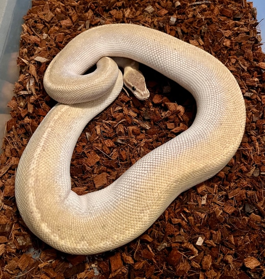 Cinnamon Crystal Het Monsoon Proven Breeder Female Ball Python by Dave ...