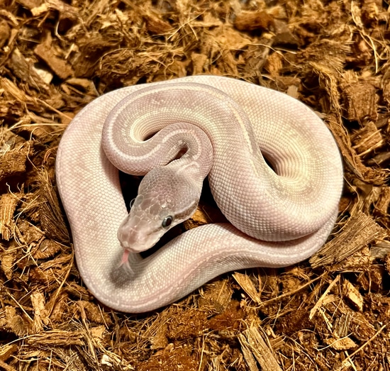 Purple Passion Monsoon Male Ball Python by Dave Green Reptiles