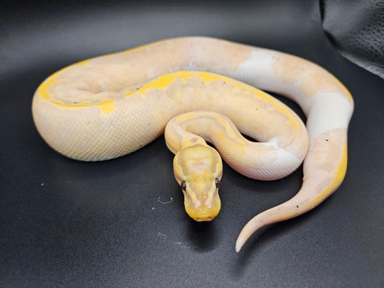 Genex Ball Python Banana Pastel Genex Pied Ball Python by Railroad City Ball Pythons