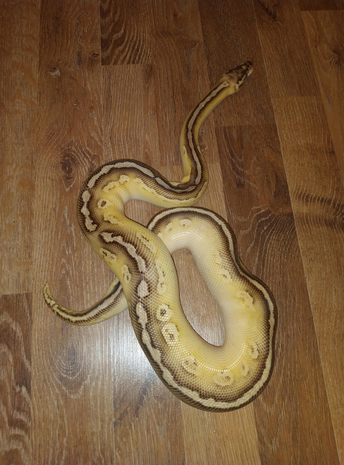 Bongo Lesser Cinnamon Ball Python by DiamondDave - MorphMarket
