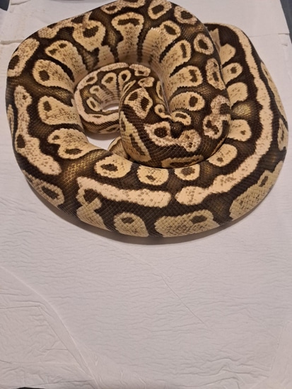Ball Python Firefly by D&A Royal Pythons