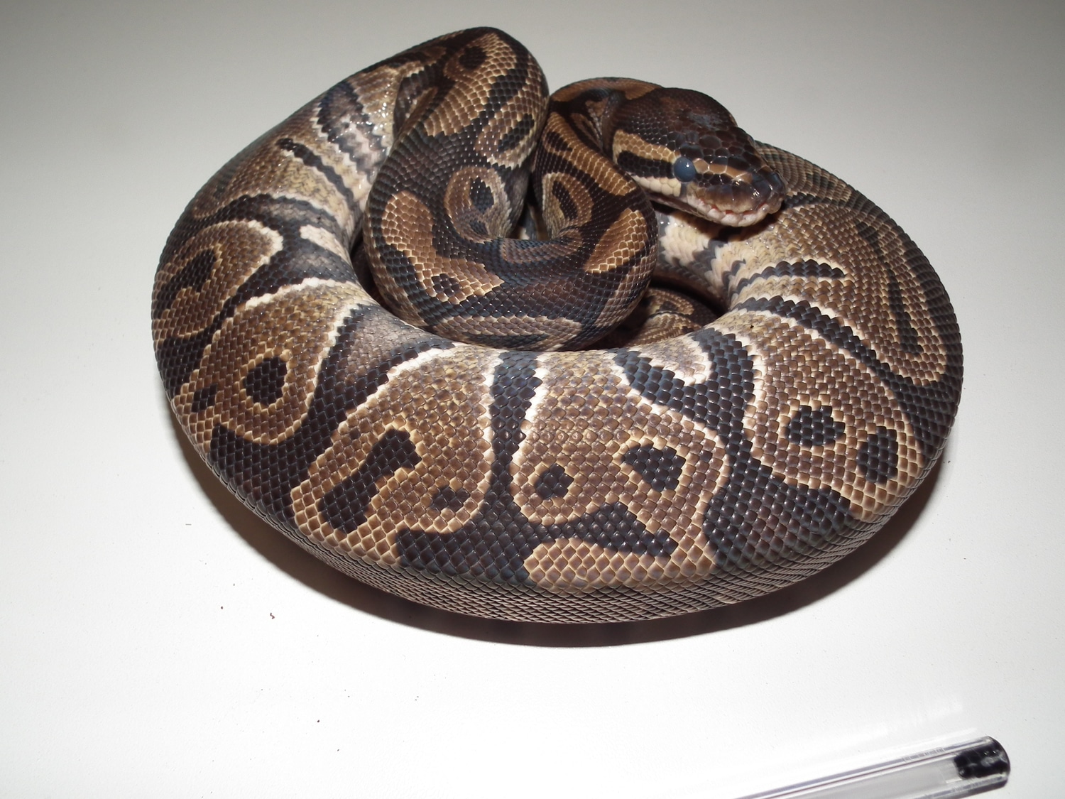 Normal Ball Python by Stephens Reptiles - MorphMarket