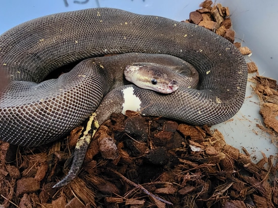 8 Ball With Paradox Ball Python by Barnes Family Exotics