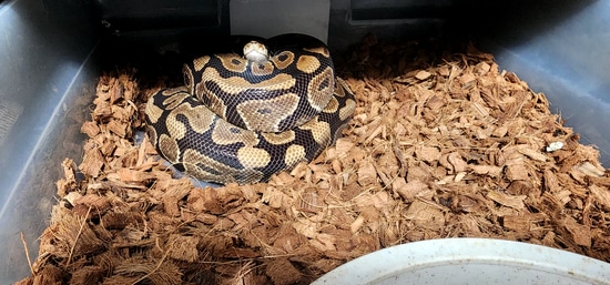 Spotnose Ball Python by Barnes Family Exotics