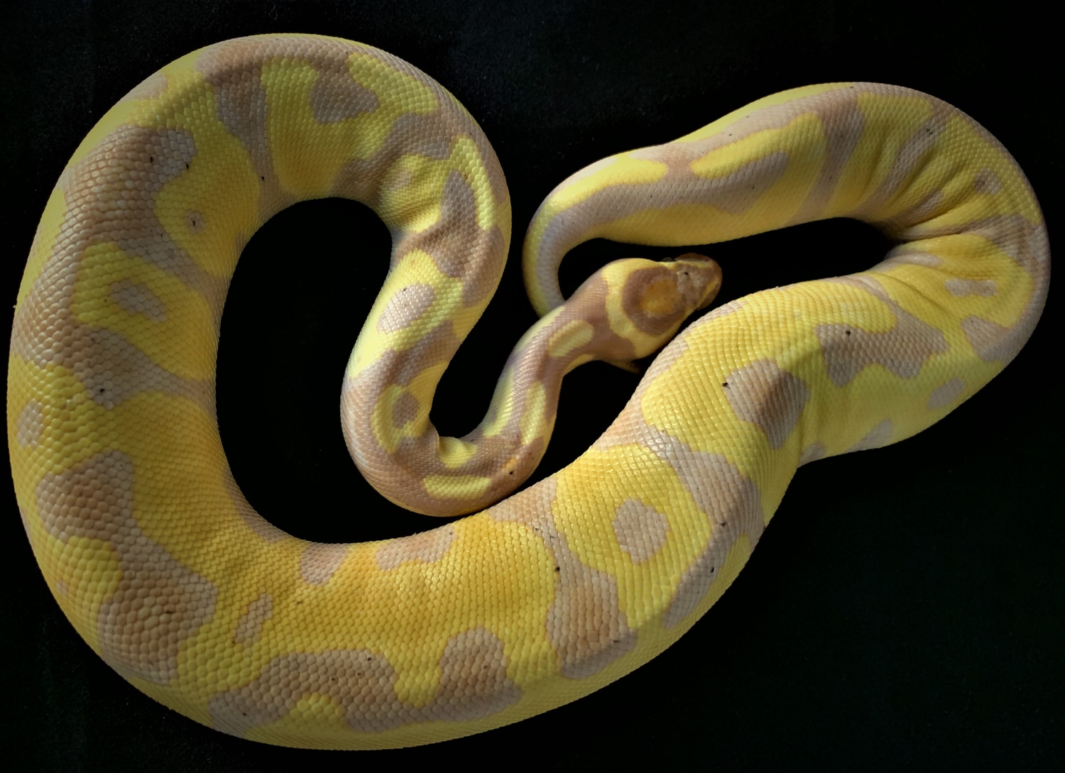 Banana Leopard Enchi Gravel Ball Python by Medusa Collection MorphMarket