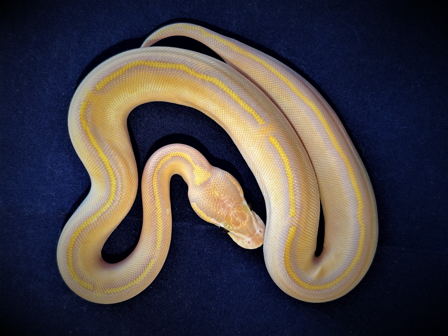 Banana Fire Highway Poss Lesser Poss Parkway Ball Python by Medusa