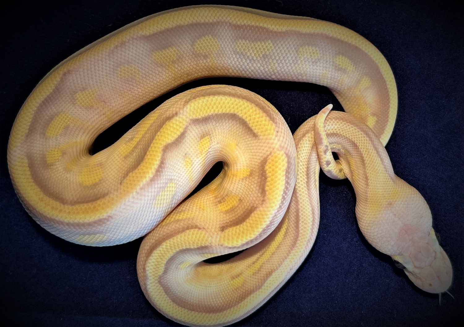 Superfly Lesser Super Stripe Ball Python by Medusa Collection - MorphMarket