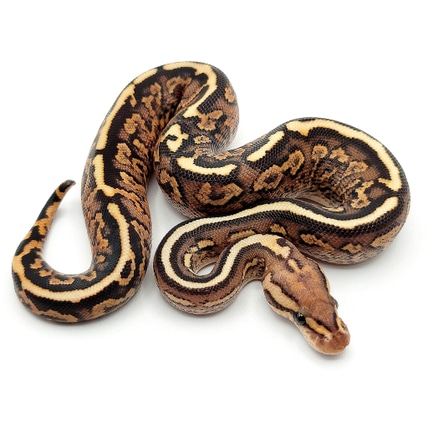 邦楽 Mardelas/Snake to Revive + morphose Snake to the Fire