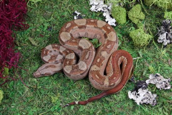 ジャケット・アウター acka poodle boa long coat Hypo (OT) Aztec Dbl. Het VPI T+/Leopard Boa Constrictor by