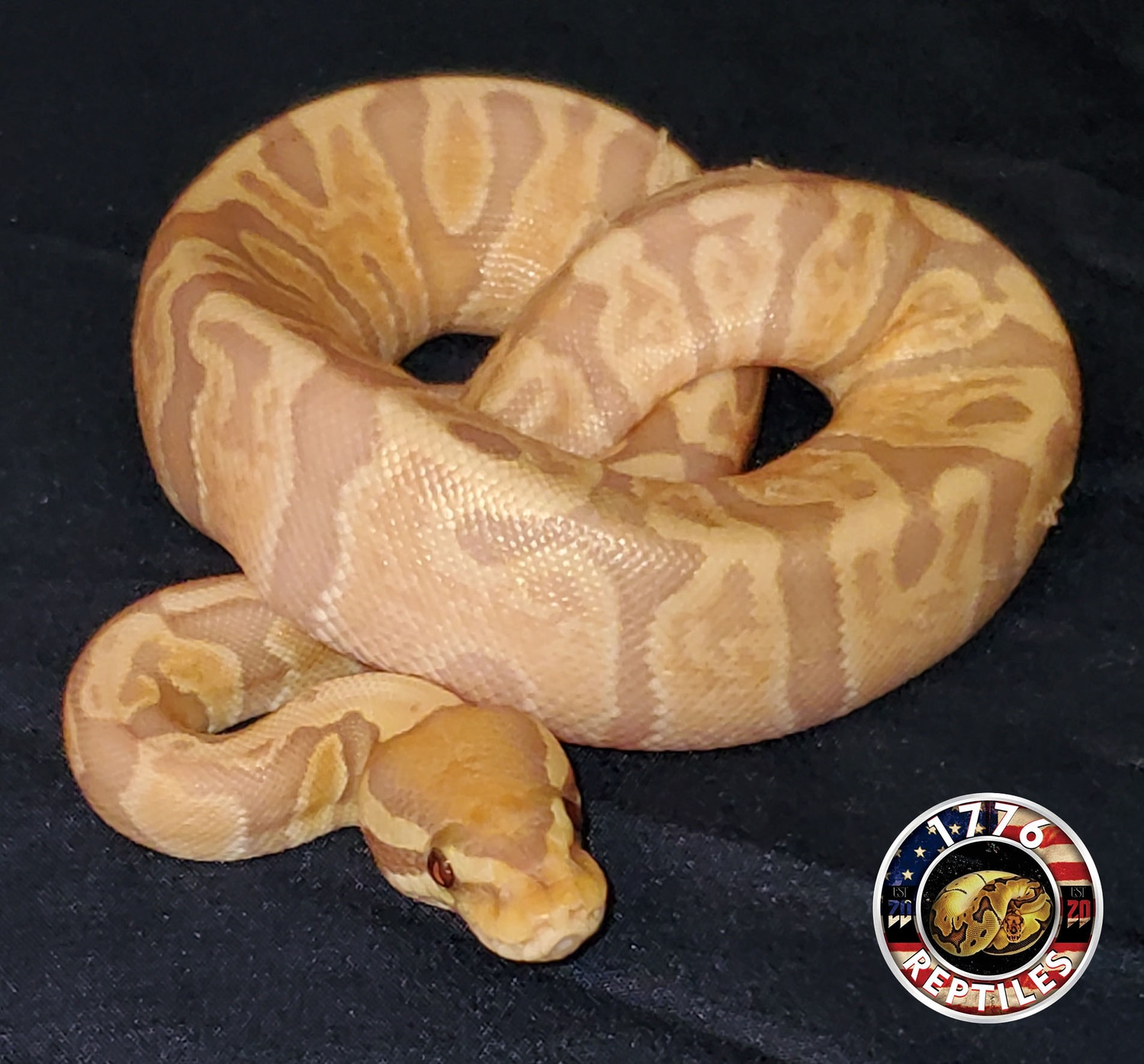 GHI/Banana/Het Orange Ghost/Pos OD Ball Python by 1776 Reptiles