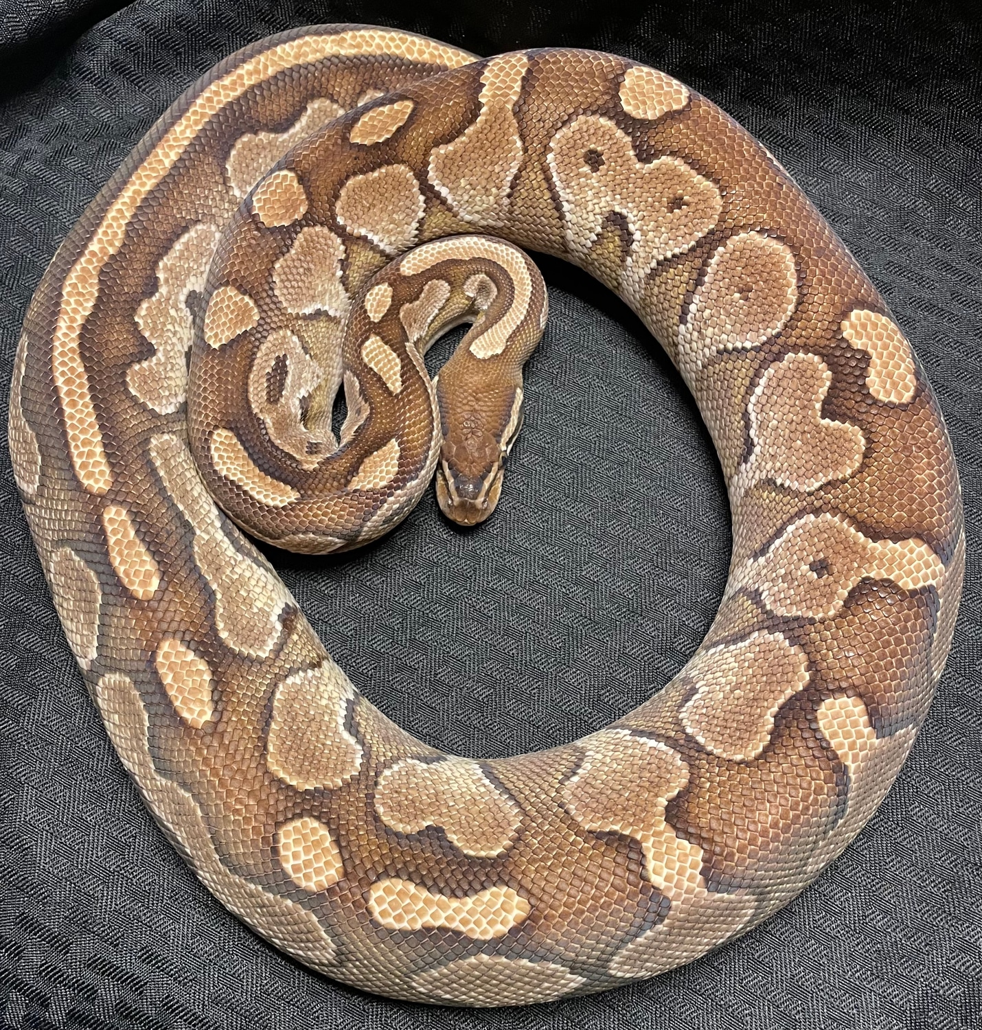 Lesser Ball Python by Insane Reptiles - MorphMarket