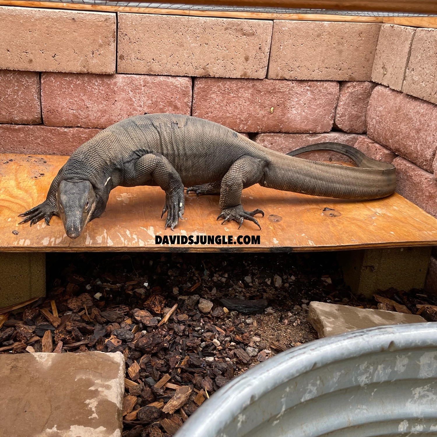 Adult Male Black Dragon Water Monitor photo