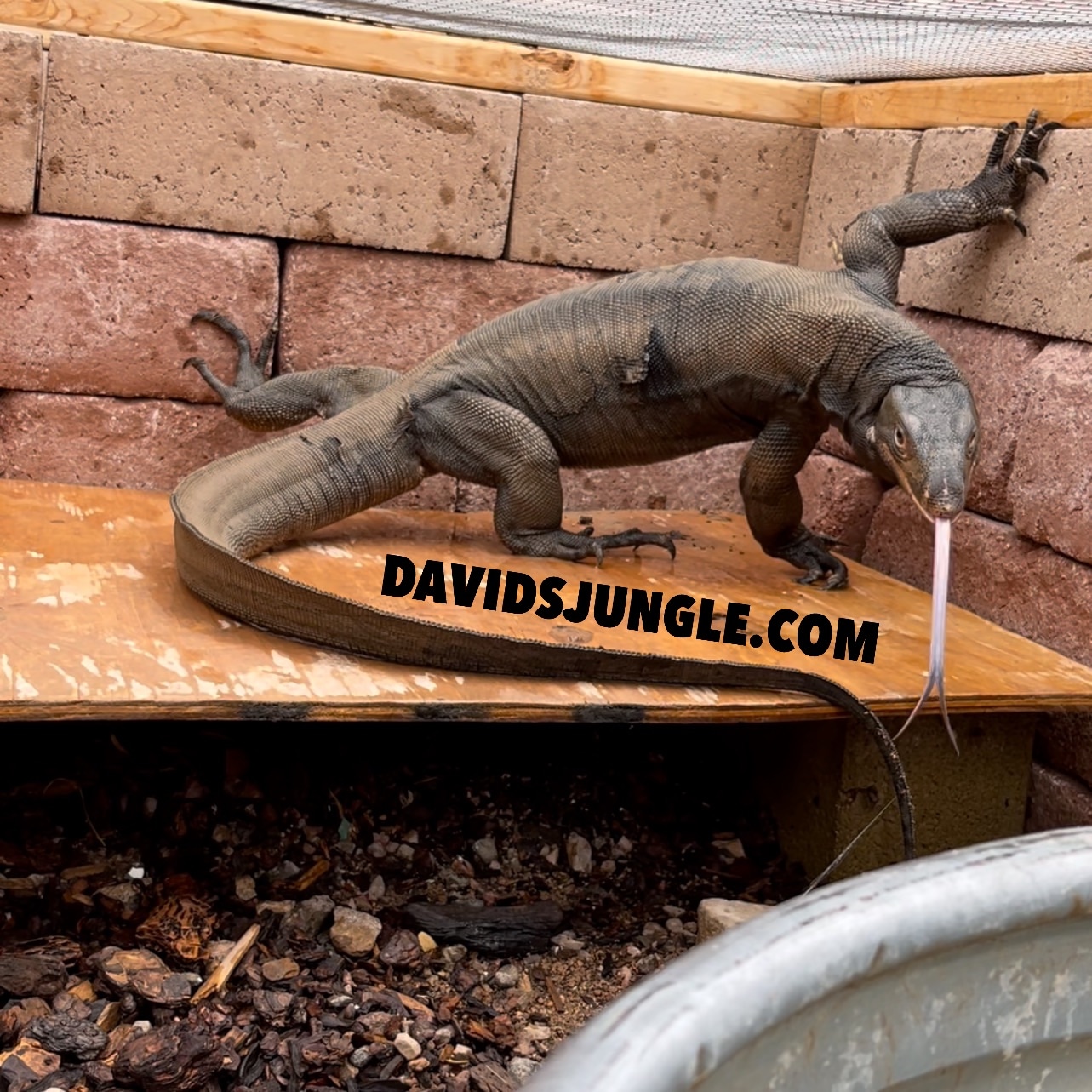 Adult Male Black Dragon Water Monitor image