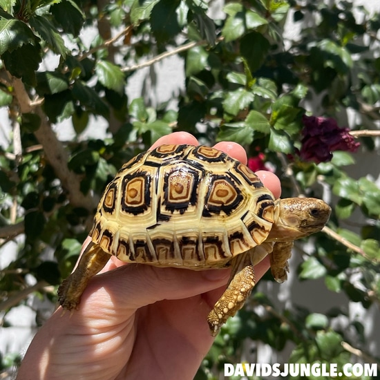 Holdback Release Leopard Tortoise (Pardalis Babcocki) H2 by David’s Jungle