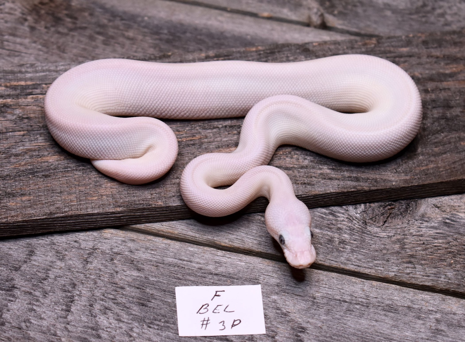 Blue Eyed Leucistic Ball Python by Rock Island Reptiles MorphMarket