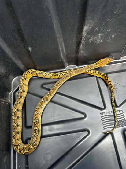 Marble Het Purple & Anthrax Reticulated Python by Chaotic Creatures LLC