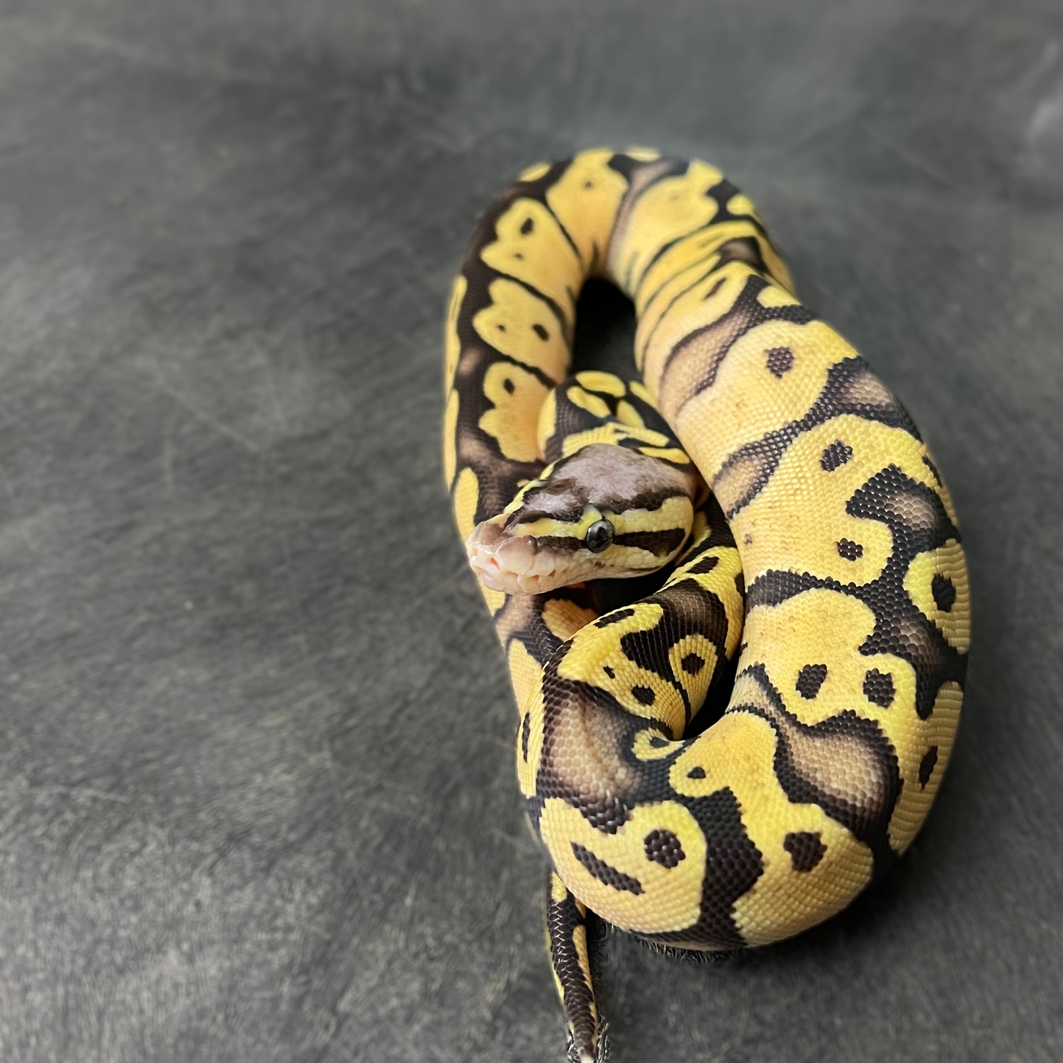 Pastel Scaleless Head Ball Python by Davis Reptile Lab, LLC - MorphMarket