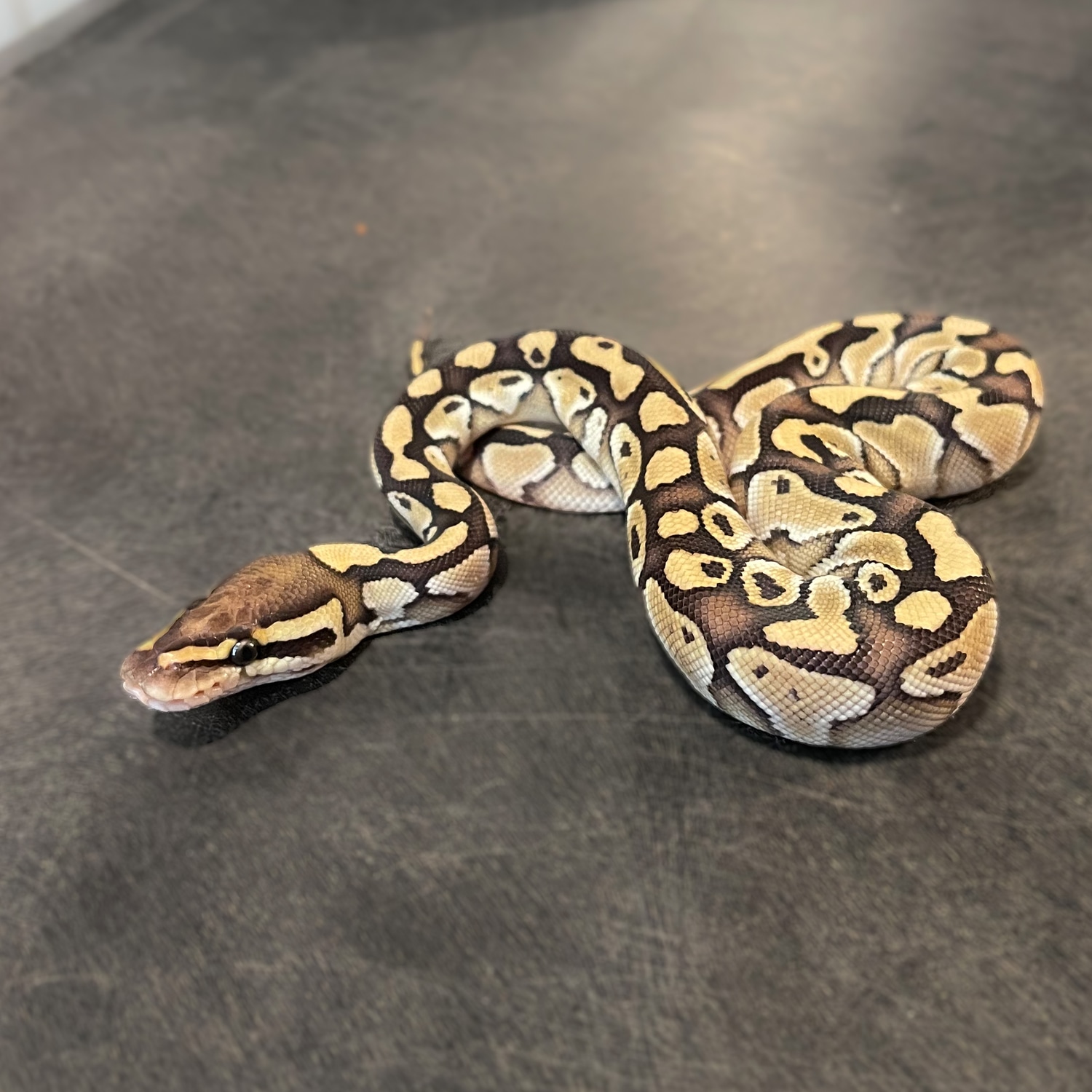 Lesser Het Clown Poss Blade Ball Python by Davis Reptile Lab, LLC ...