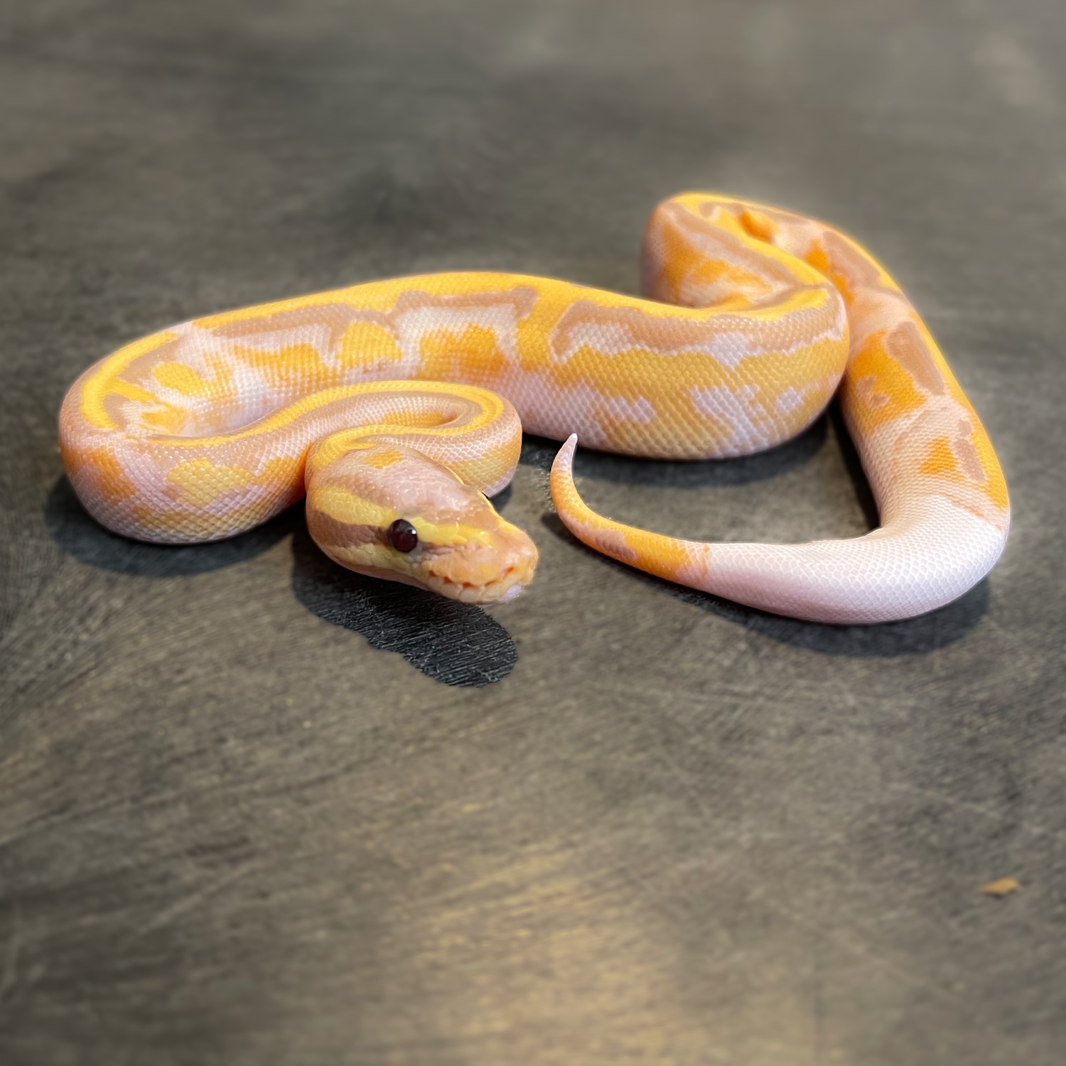 Banana Enchi Piebald Ball Python by Davis Reptile Lab, LLC - MorphMarket