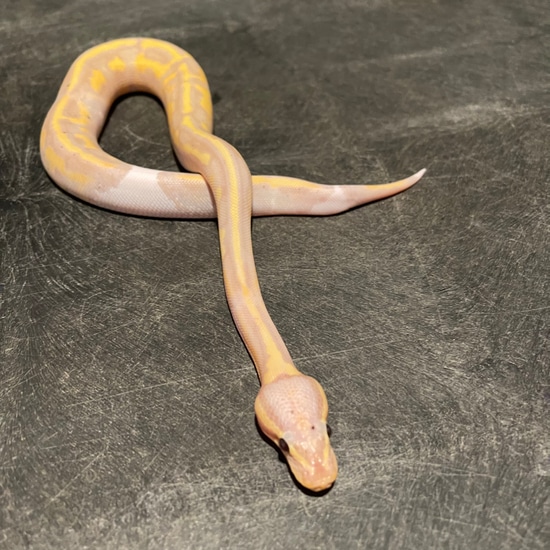 Banana Piebald Ball Python by Davis Reptile Lab, LLC