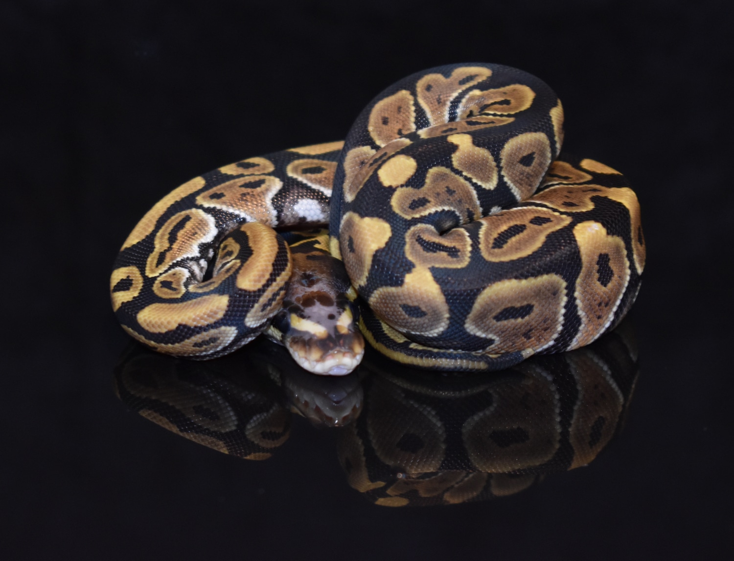 Scaleless Head Ball Python by Davis Reptile Lab, LLC - MorphMarket