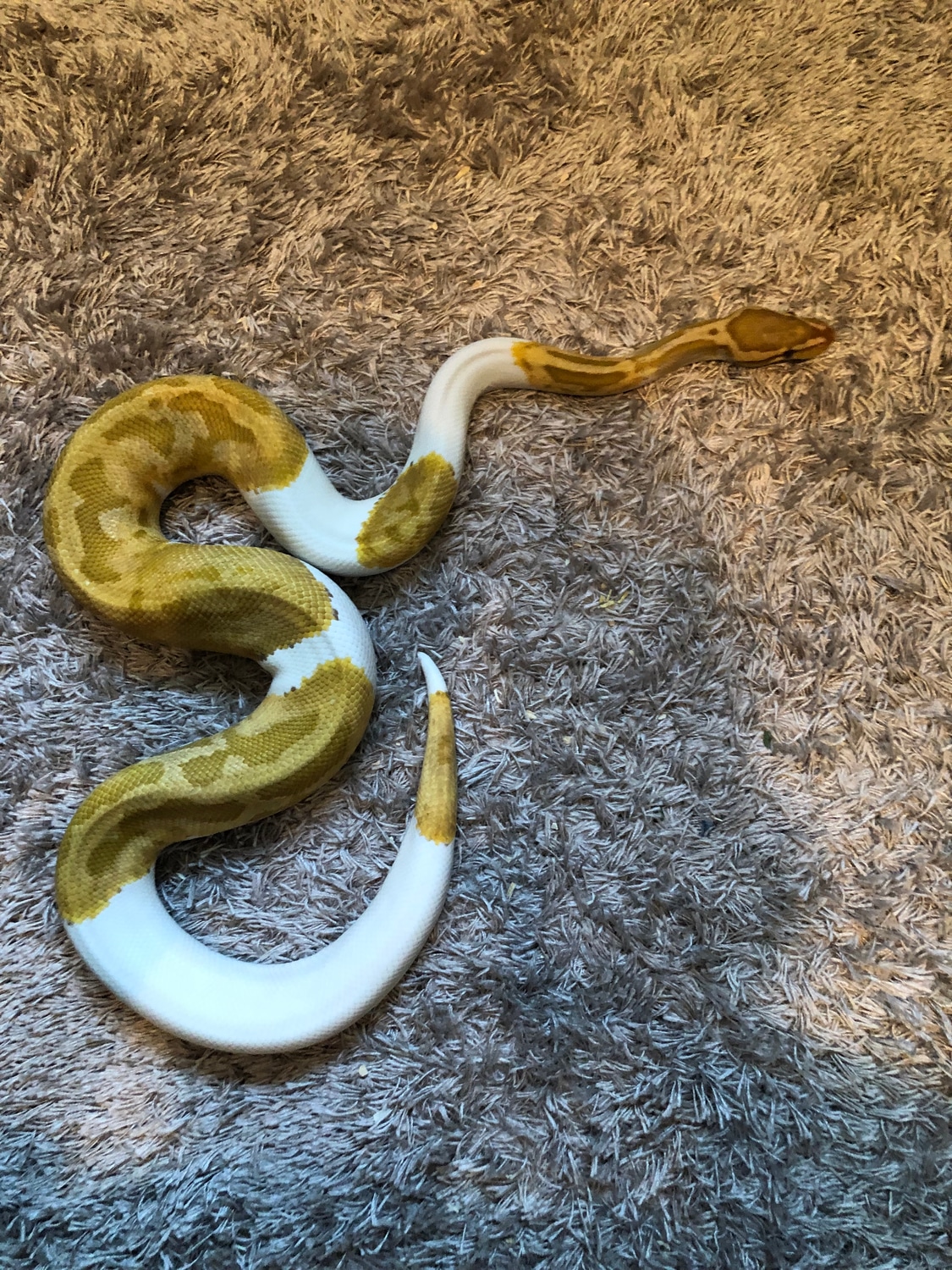 Caramel Pied Ball Python by Dawns royals - MorphMarket