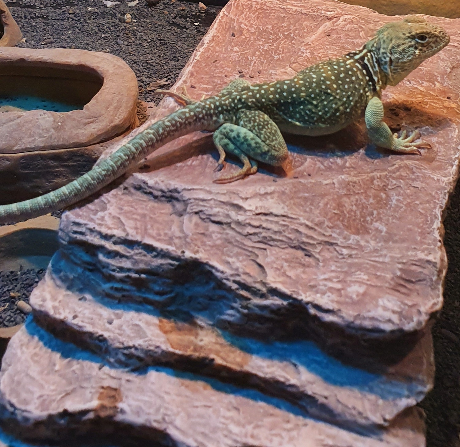 Eastern Collared Lizards by Cham & Beard Reptiles MorphMarket
