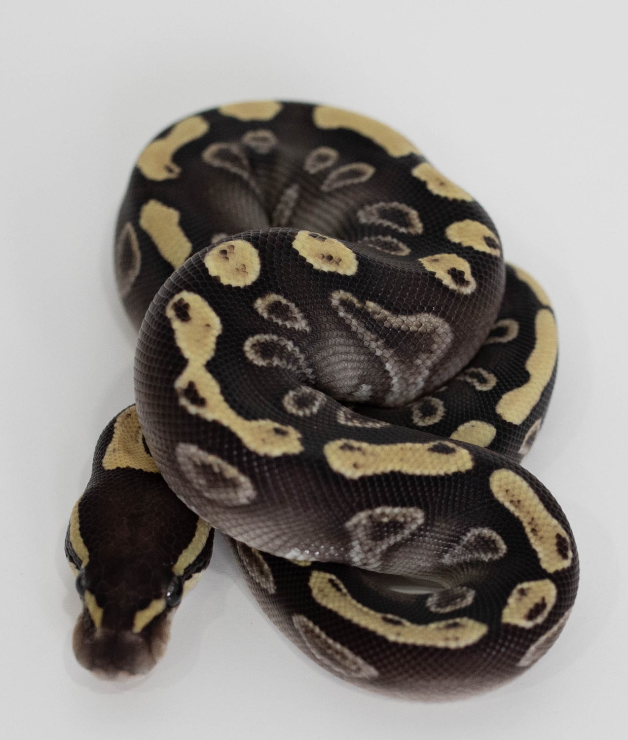 GHI Mojave 100 Het Clown Ball Python by Tropical Balls Miami MorphMarket