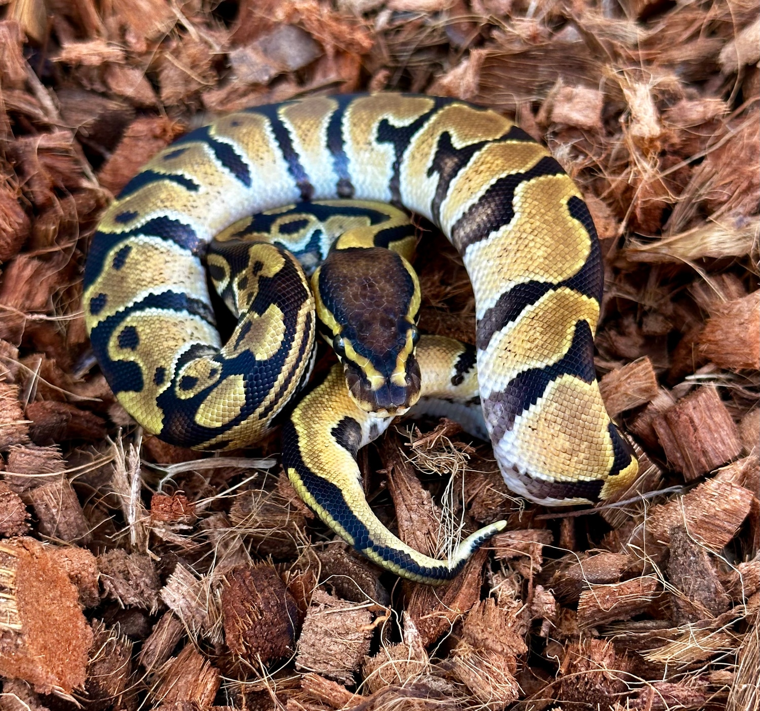Enchi Het Clown Ball Python by Tropical Balls Miami - MorphMarket