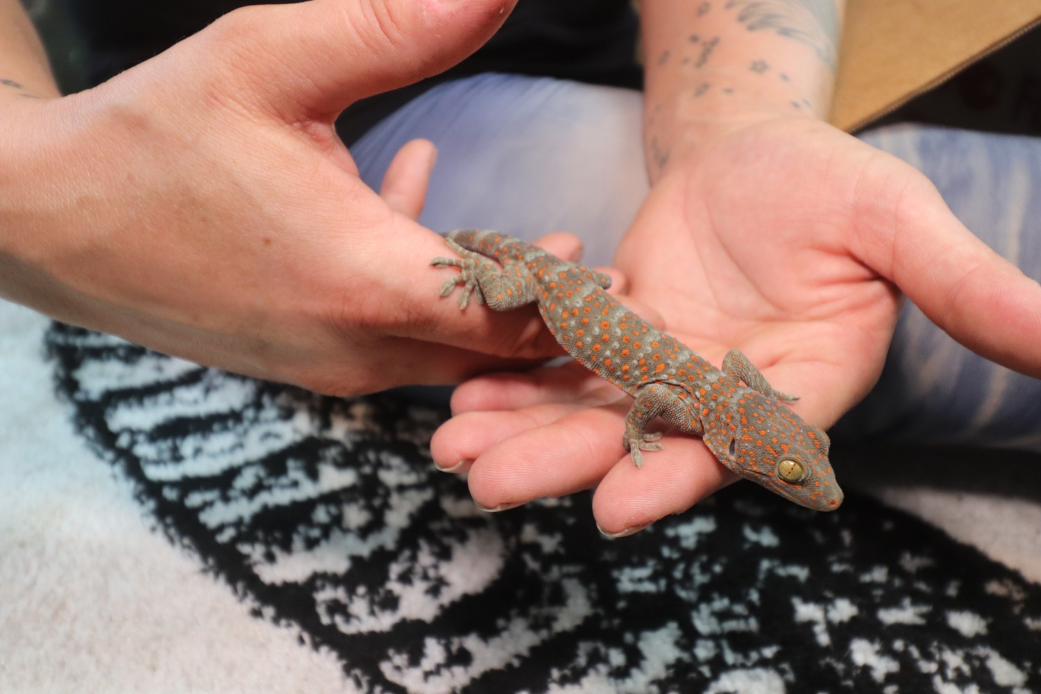 2022 USCBB 100% Het Paternless Probable Tokay Gecko by Dakotah Blue