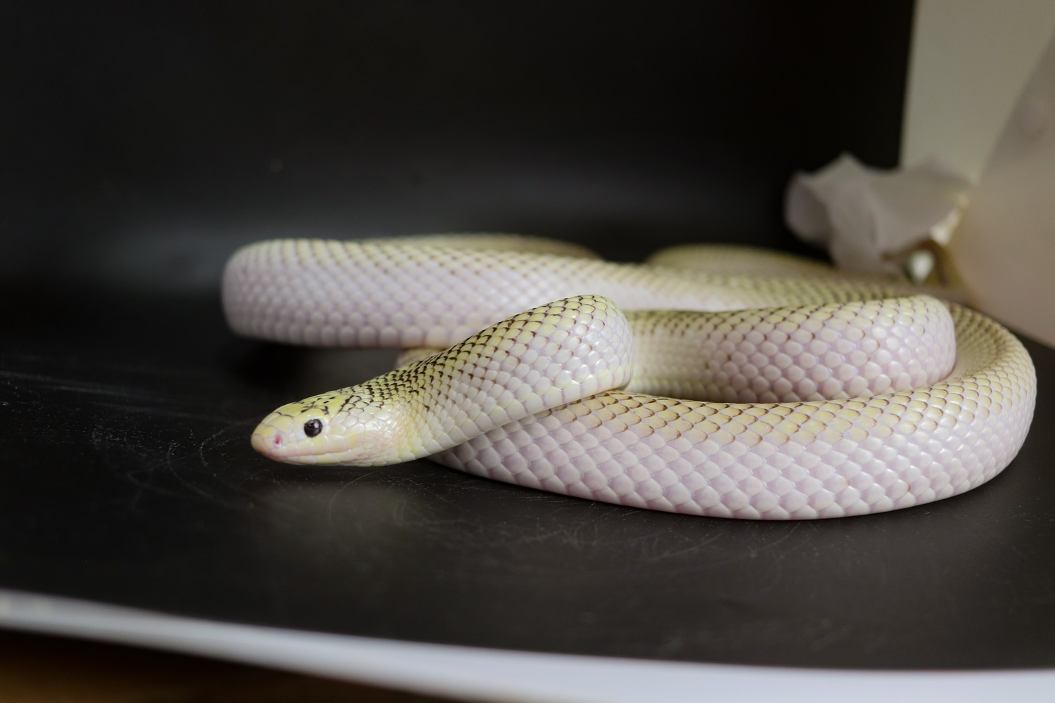High White Axanthic King Snake Brooks' Kingsnake by Dakotah Blue