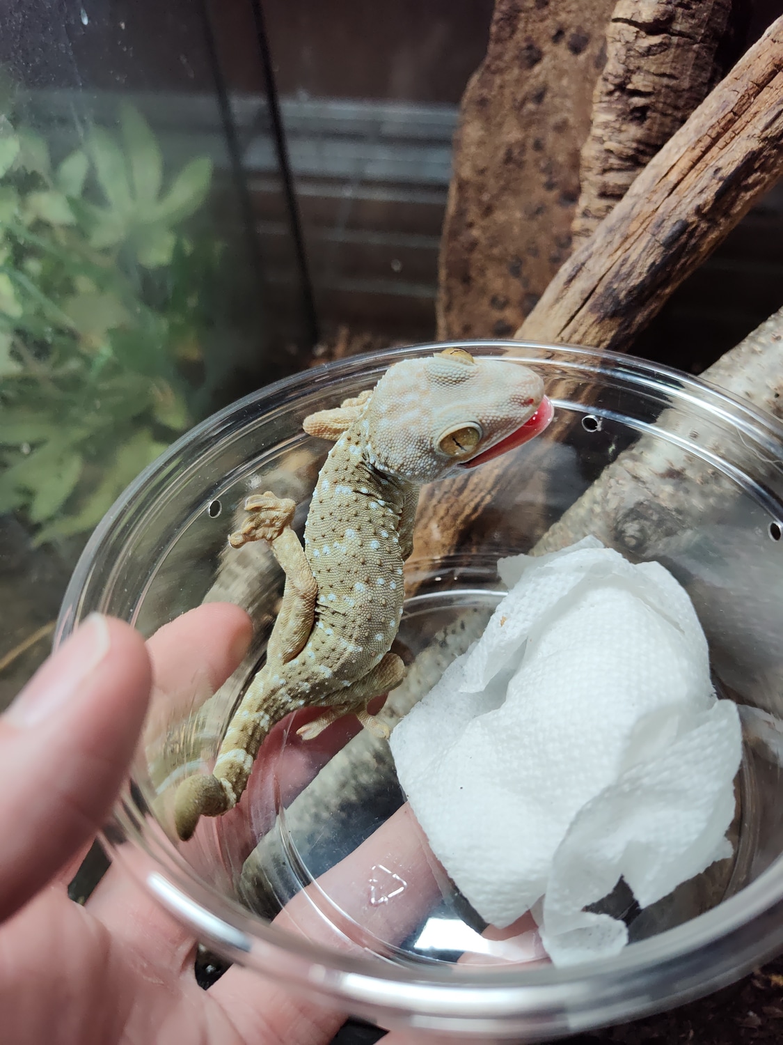 Reduced Pattern (Holdback Release) Tokay Gecko by Dakotah Blue Exotics