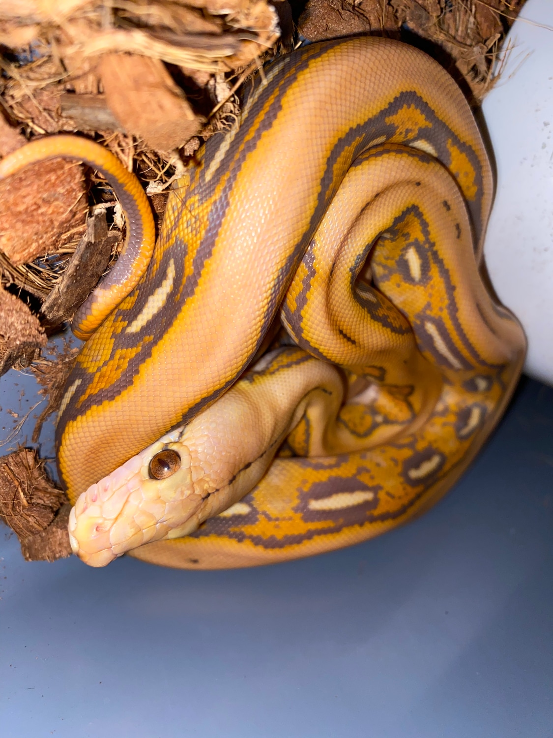 Orangeglow Sunfire Tiger Reticulated Python by Burning Heart Exotics ...