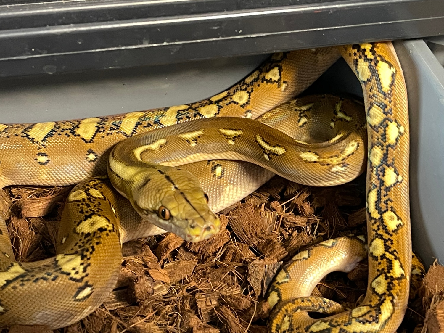 Phantom Reticulated Python by Burning Heart Exotics - MorphMarket