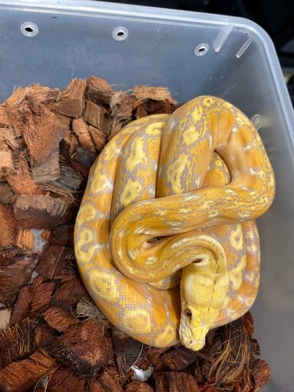 Phantom Purple Sunfire Reticulated Python by Burning Heart Exotics