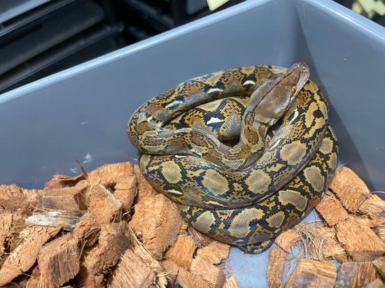 Normal Reticulated Python by Burning Heart Exotics