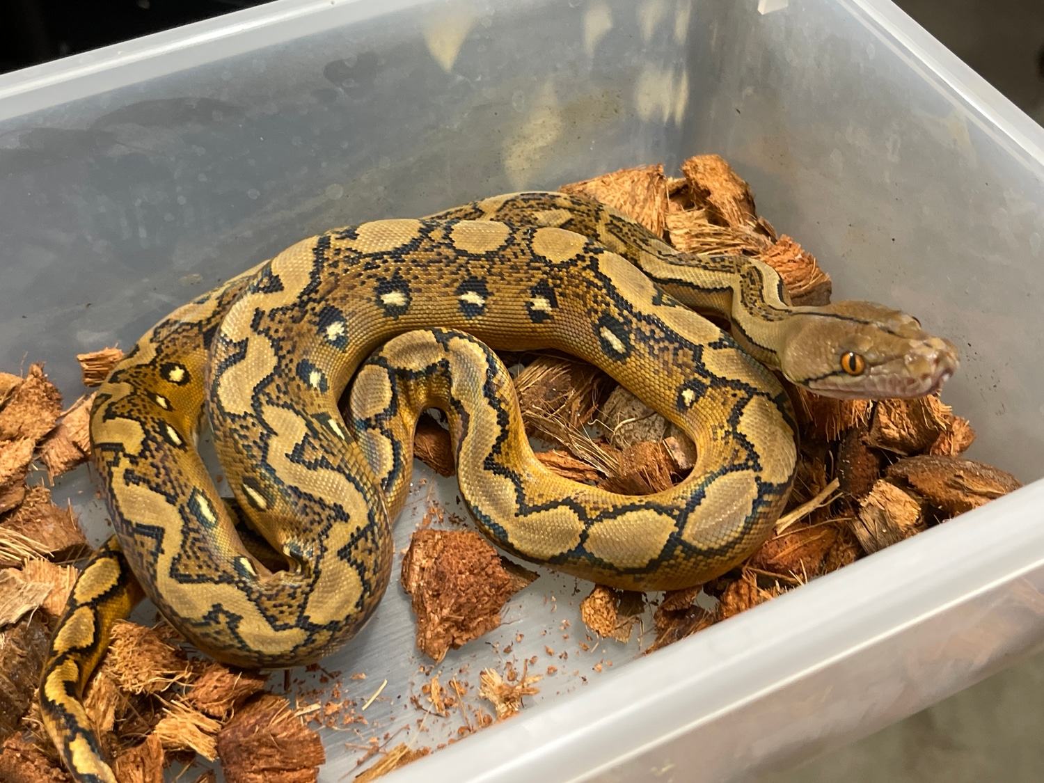 Sunfire Reticulated Python by Burning Heart Exotics - MorphMarket