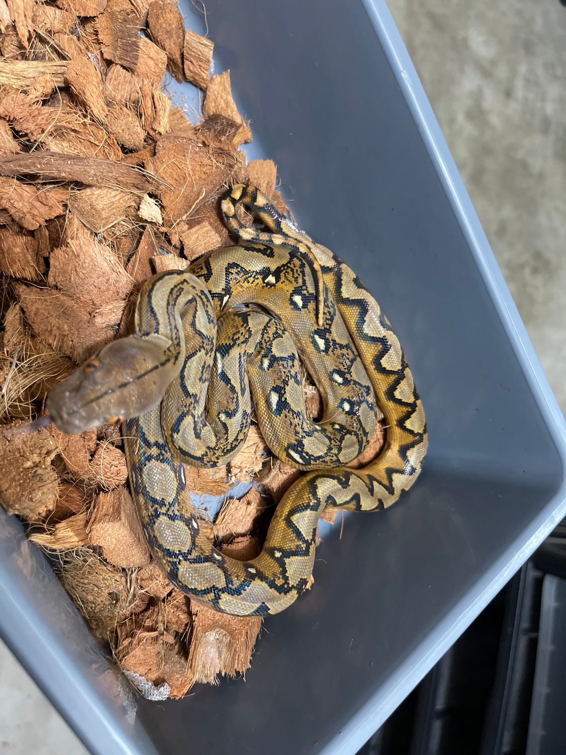 Sunfire Reticulated Python by Burning Heart Exotics - MorphMarket