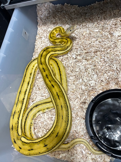 Platinum Super Tiger Reticulated Python by Burning Heart Exotics